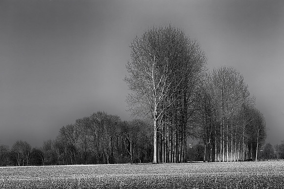Trees I - Near Cherval