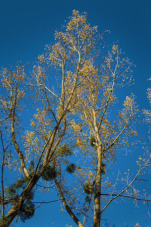 Mistletoe Tree 2 - Edon