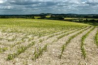Countryside I - Vendoire