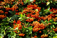 Berries - Torsac