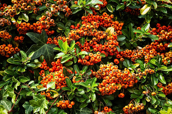 Berries - Torsac