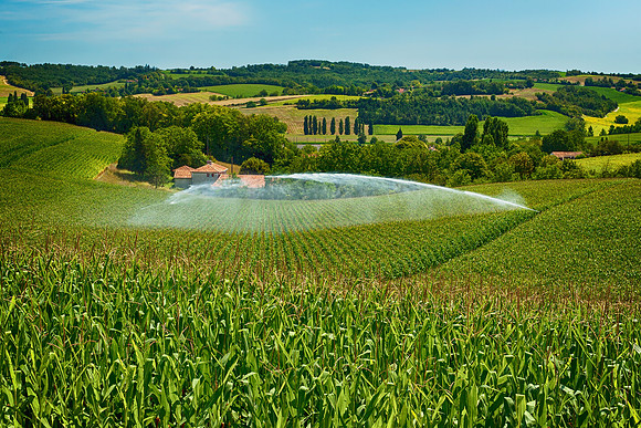 Cornfields - Nr Luisgnac
