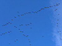 Cranes 1, Villebois-Lavalette