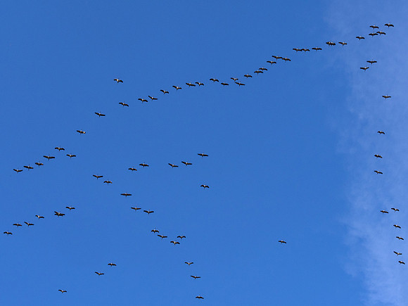 Cranes 1, Villebois-Lavalette