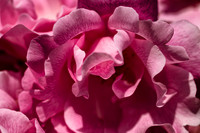 Rose 7 - Studio Lavalette