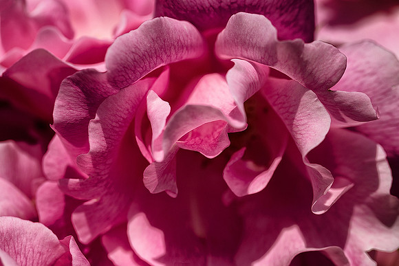 Rose 7 - Studio Lavalette