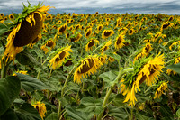 Sunflowers II - Pillac