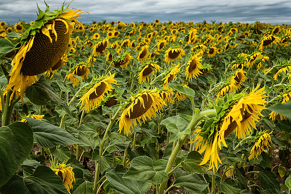 Sunflowers II - Pillac