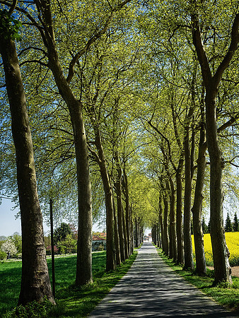 Tree-lined Road - Ronsence