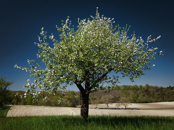 Tree Blossom II - Ronsenac
