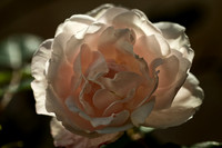 Rose 4 - Studio Lavalette