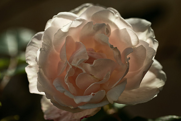 Rose 4 - Studio Lavalette