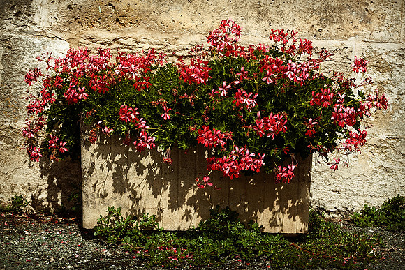 Flowers - St Just