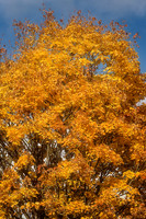 Didier's Tree - Villebois-Lavalette