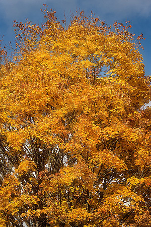 Didier's Tree - Villebois-Lavalette