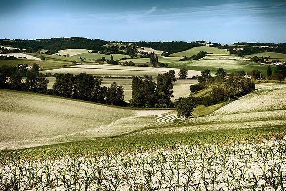 Fields - Auriac de Bourzac