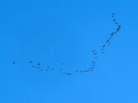 Cranes over the Studio 6 - Villebois-Lavalette