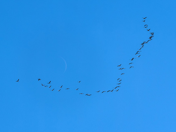 Cranes over the Studio 6 - Villebois-Lavalette