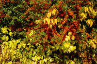 Berries & Leaves - Edon
