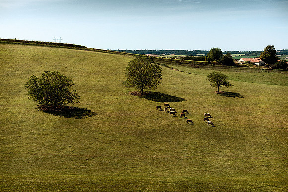 Cattle - Nr Auriac de Bourzac
