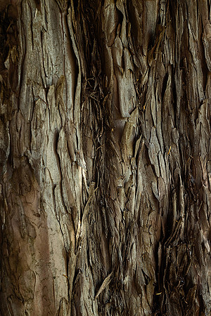 Yew Tree Trunk - Bourdeilles