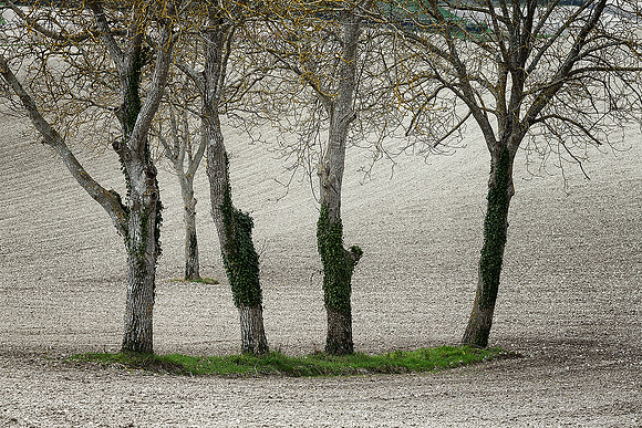Trees 1 - Bouteilles