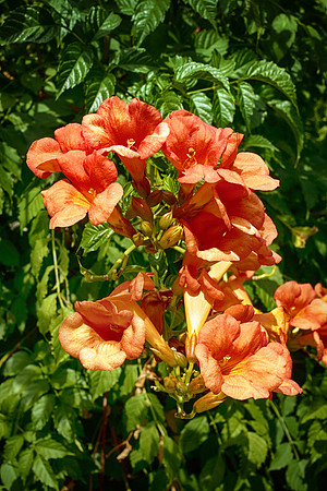 Flowers - Chapdeuil