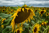 2015 07 31 - PIllac