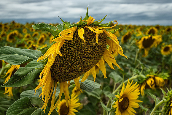 Sunflowers I -  Pillac