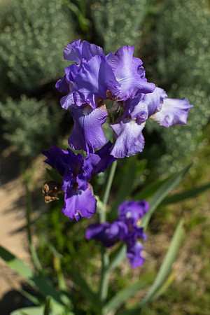 Les Jardins du Coq  - 1