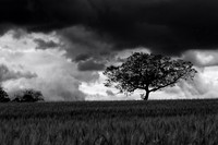 Tree and Sky - Near Villebois-Lavalette