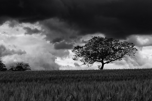 Tree and Sky - Near Villebois-Lavalette