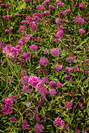 Civic Flowers 2- Brantôme