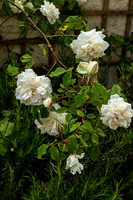 Garden 3 - Studio Lavalette