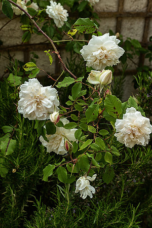 Garden 3 - Studio Lavalette