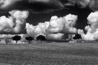 Trees and Sky II  - Near St Paul Lizonne