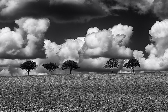 Trees and Sky II  - Near St Paul Lizonne