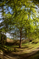 Trees - Blanzaguet