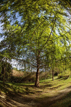 Trees - Blanzaguet