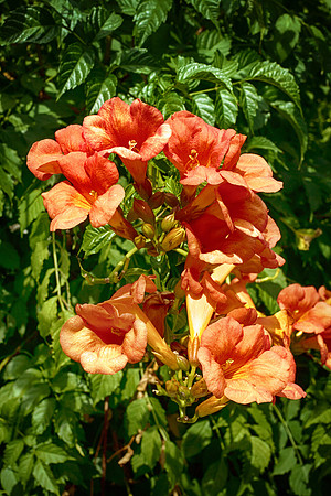 Flowers - Chapdeuil
