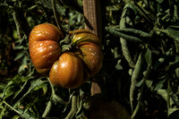 Potager at Abbey Fontvive III - Grosbot