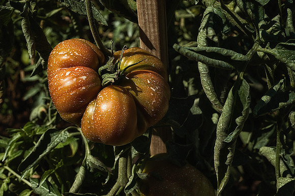 Potager at Abbey Fontvive III - Grosbot