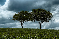 Two Trees - Near St Paul Lizonne