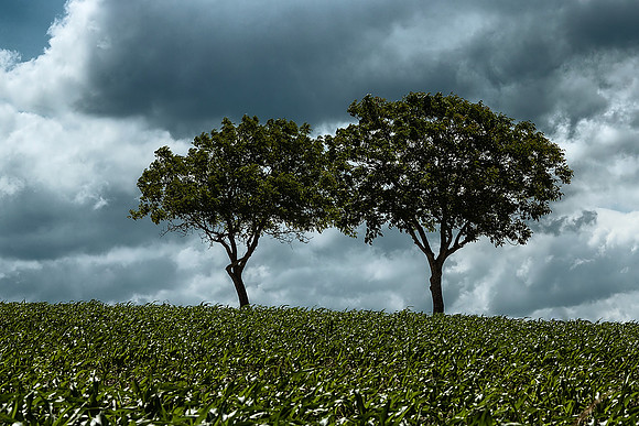 Two Trees - Near St Paul Lizonne