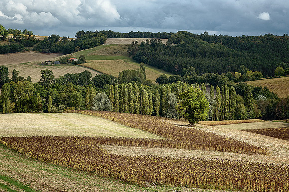 Part Harvested Cornfield - Vaux-Lavalette