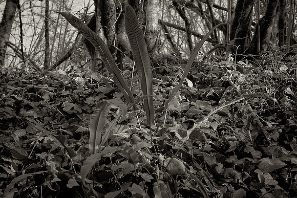 Leaves and Trees 2 - La Rochebeaucourt-et-Argentine