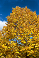 Autumn Tree - Mornac
