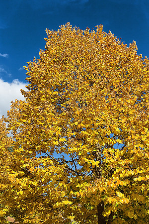 Autumn Tree - Mornac