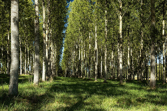 Trees II - Allemans