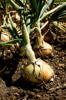 Potager at Abbey Fontvive IV - Grosbot